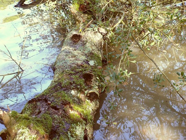 2011 09 18 Sortie myco étang d'Or 10